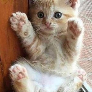 Meet your Posher, Leonela